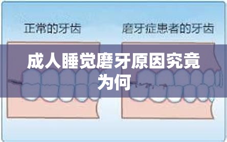 成人睡覺磨牙原因究竟為何