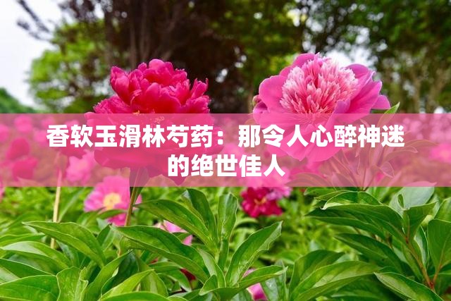 香軟玉滑林芍藥：那令人心醉神迷的絕世佳人