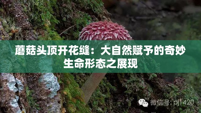 蘑菇頭頂開花縫：大自然賦予的奇妙生命形態(tài)之展現(xiàn)