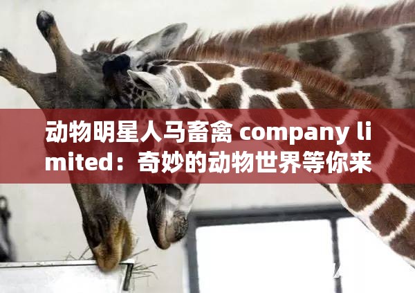 動物明星人馬畜禽 company limited：奇妙的動物世界等你來探索