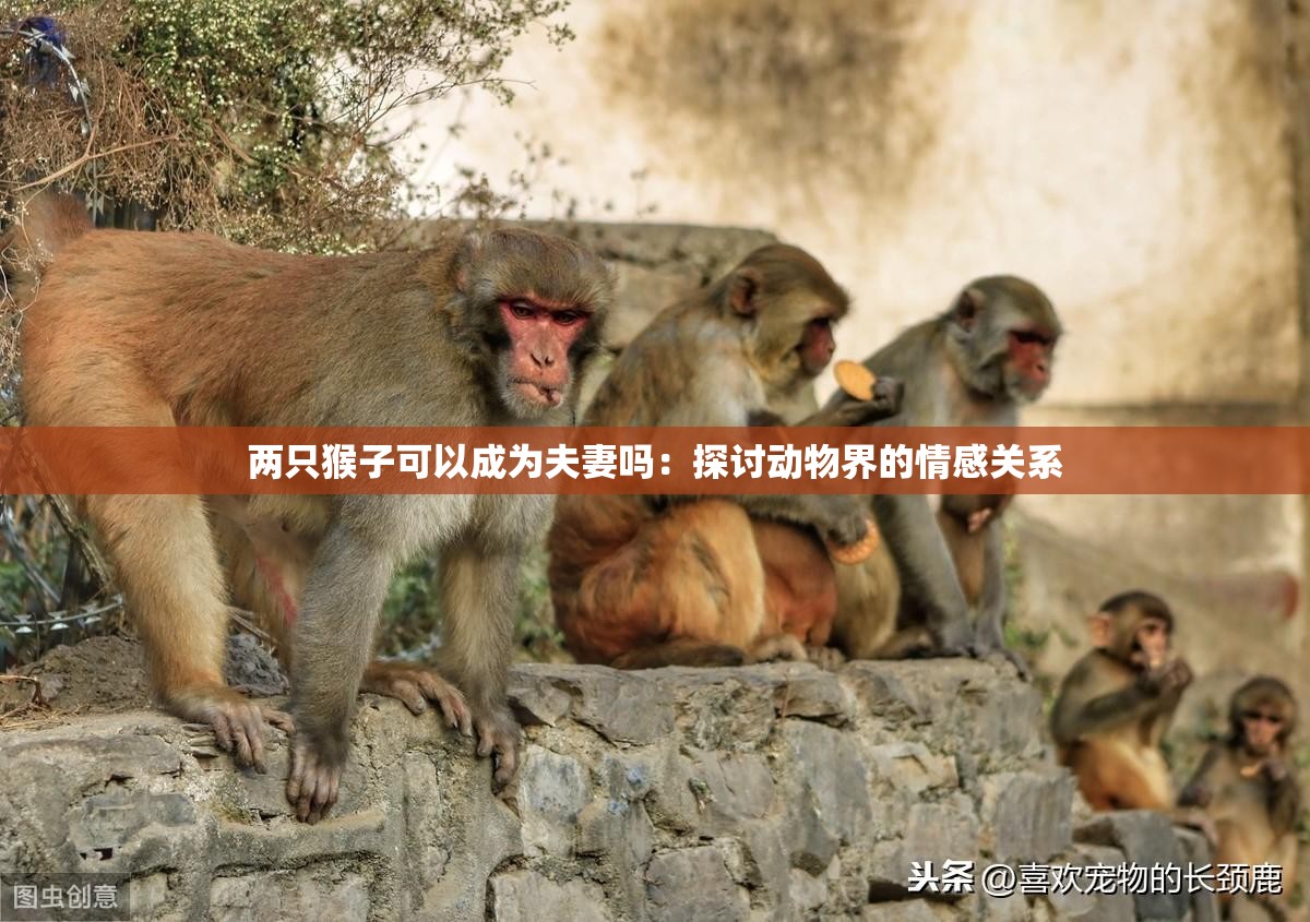 兩只猴子可以成為夫妻嗎：探討動物界的情感關(guān)系