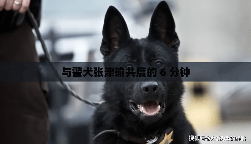 與警犬張津瑜共度的 6 分鐘