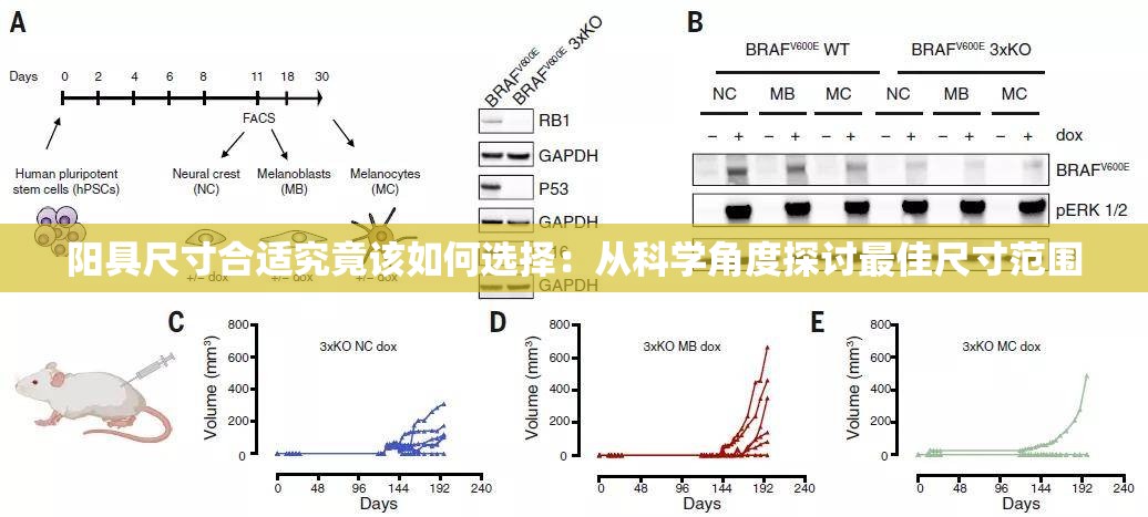 陽具尺寸合適究竟該如何選擇：從科學(xué)角度探討最佳尺寸范圍