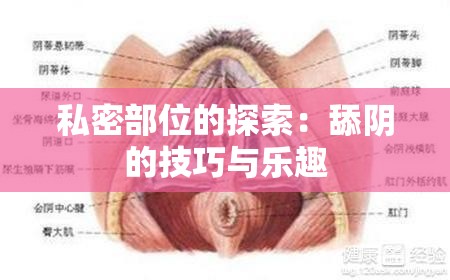 私密部位的探索：舔陰的技巧與樂(lè)趣