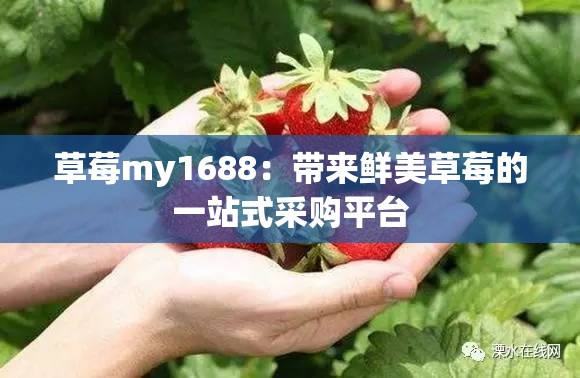 草莓my1688：帶來(lái)鮮美草莓的一站式采購(gòu)平臺(tái)