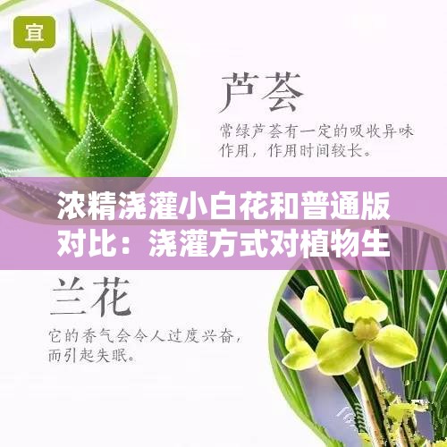 濃精澆灌小白花和普通版對比：澆灌方式對植物生長的影響