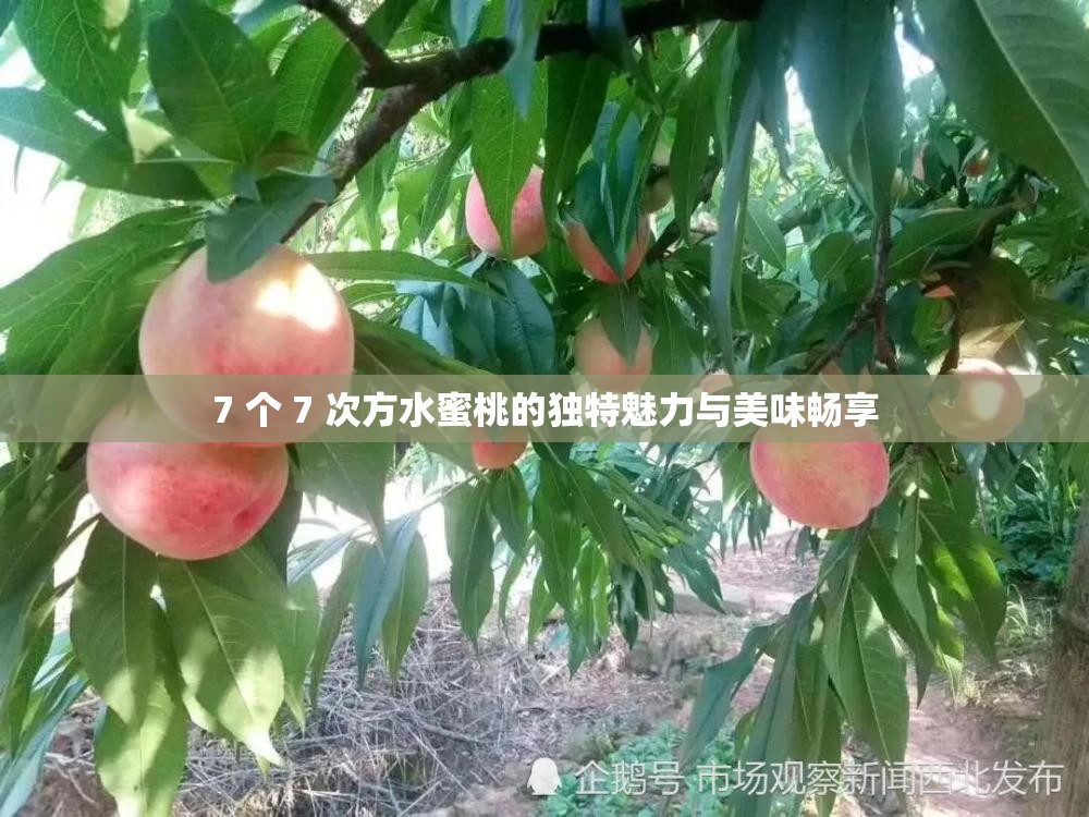 7 個 7 次方水蜜桃的獨特魅力與美味暢享