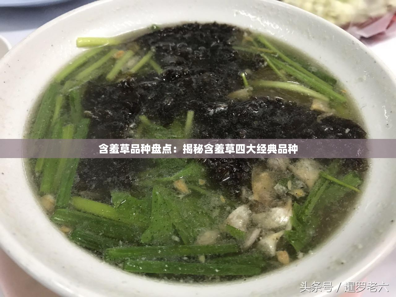 含羞草品種盤點(diǎn)：揭秘含羞草四大經(jīng)典品種